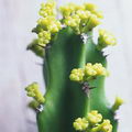 common tree Euphorbia , naboom, gewone naboom, mohlohlokgomo,Cowboy cactus
